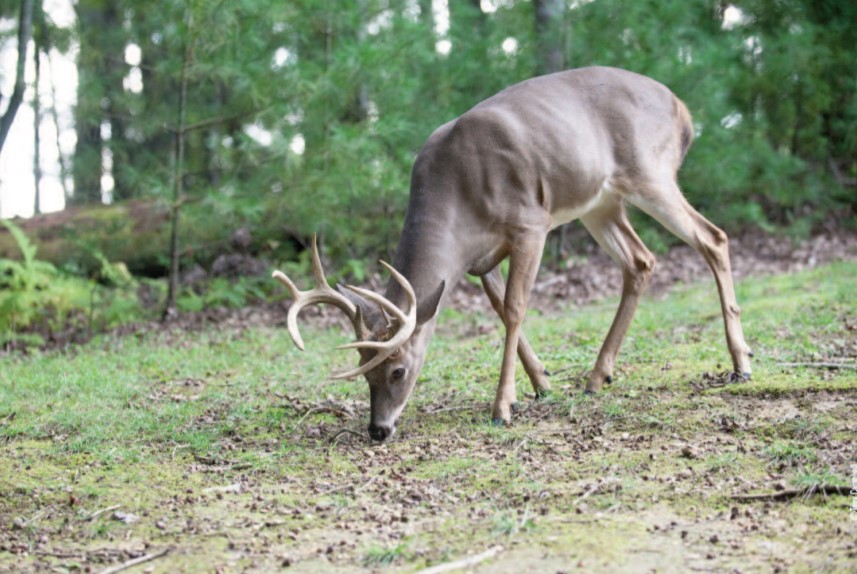 buck in acorns