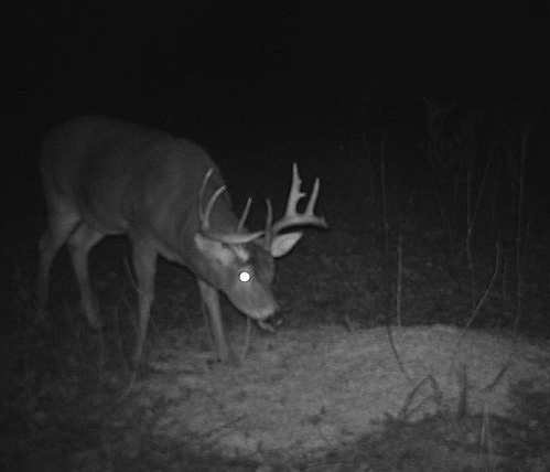 buck at bait site