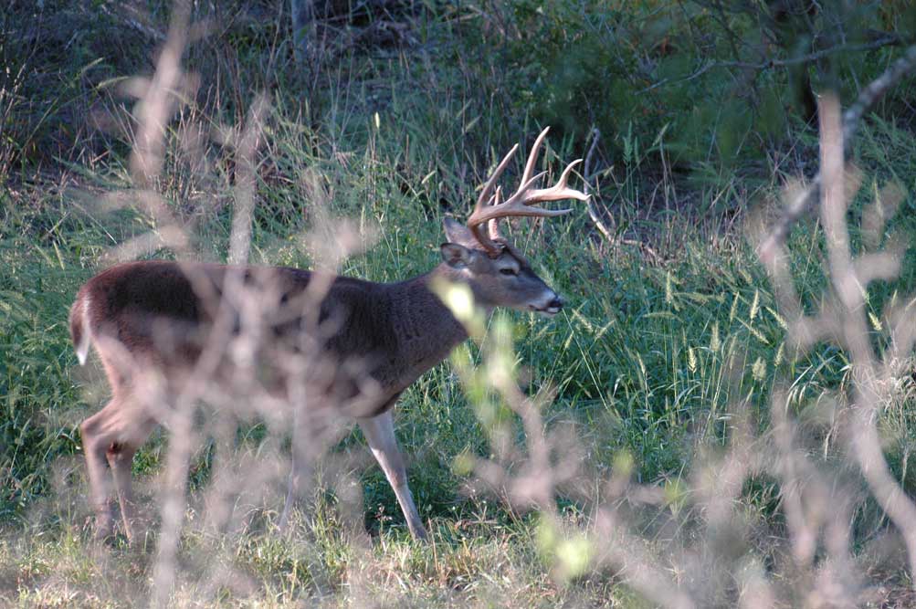 buck behind brush