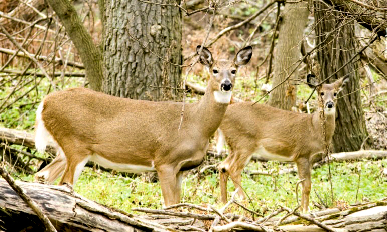 doe with buck fawn