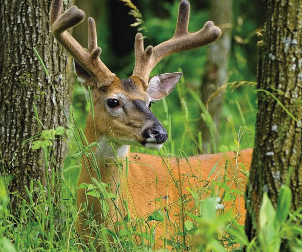 buck growing antlers