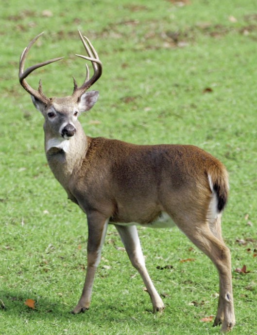 buck image