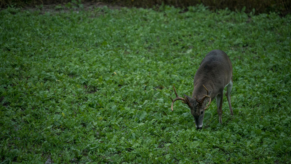 buck in brassicas