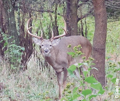 buck in grass