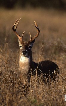 buck in grass