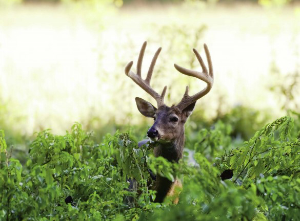 buck in brush