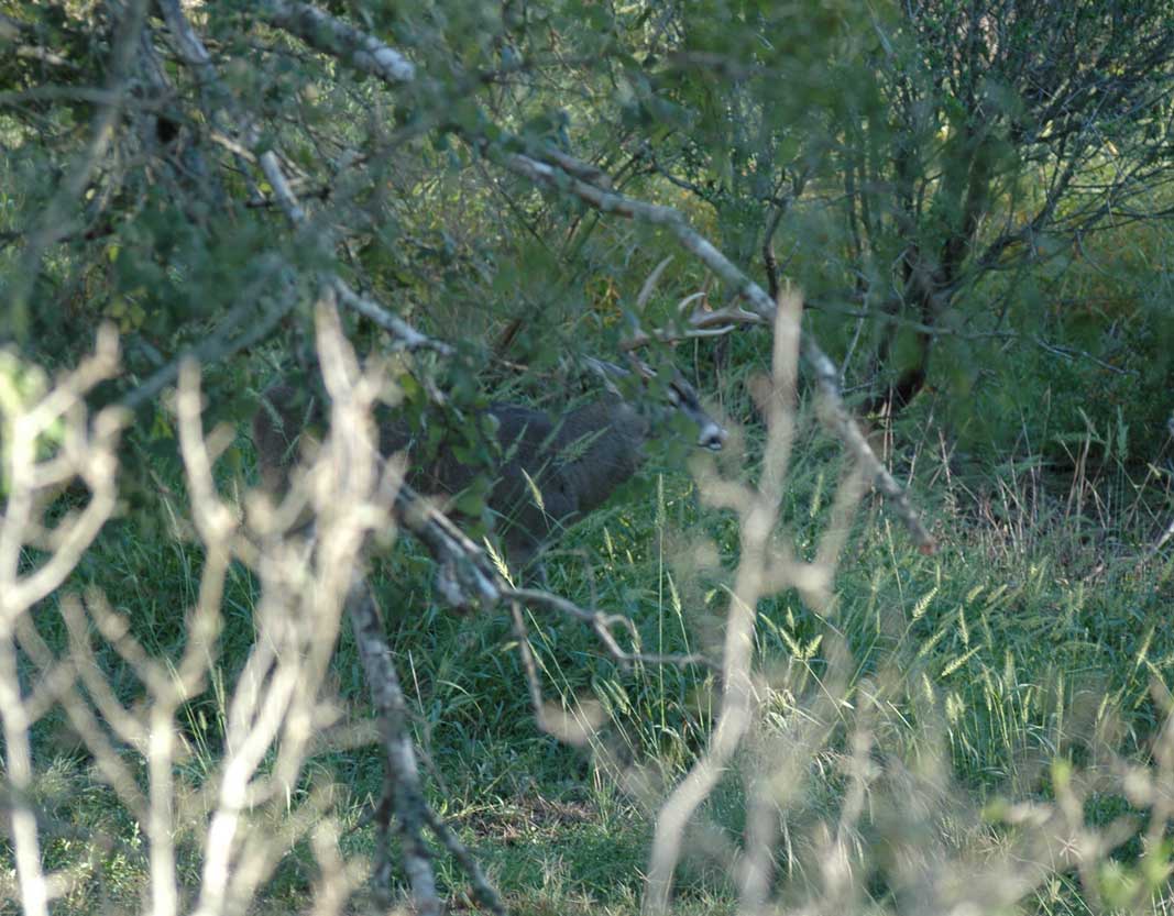 buck in thick brush