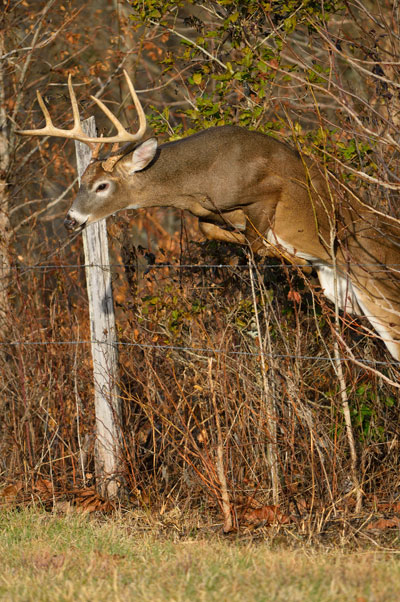 buck jumping fence