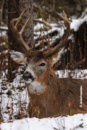 buck laying in snow