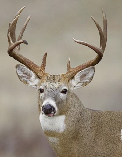 buck with rack