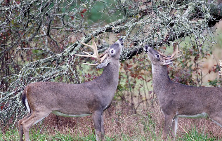 bucks at scrape