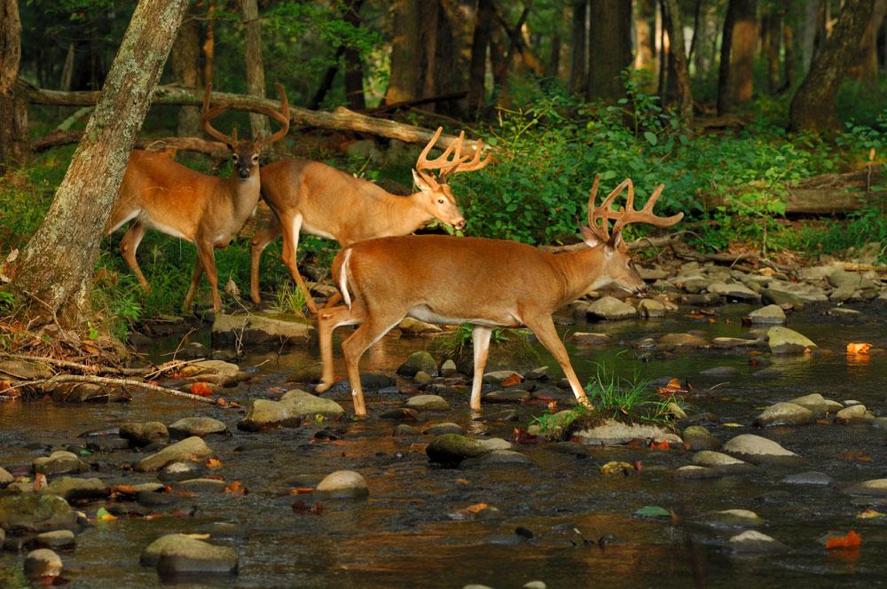 bucks crossing water