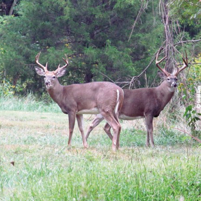 bucks feeding