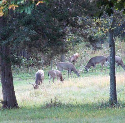 bucks feeding