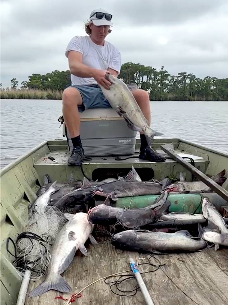 catfish