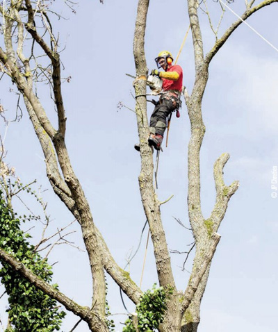 chainsaw professional