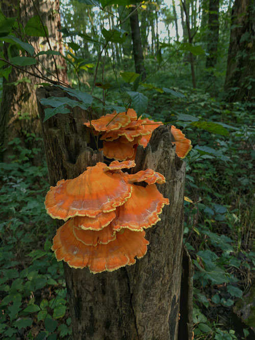 chicken of the woods mushrooms