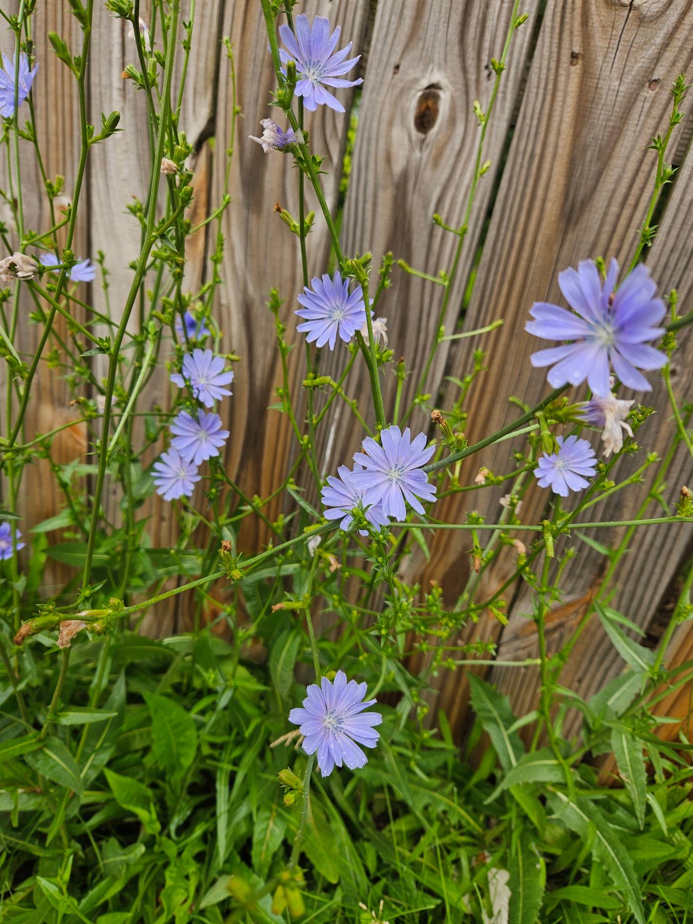 chicory flowers