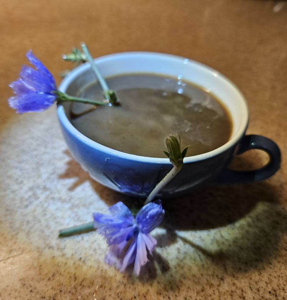chicory coffee