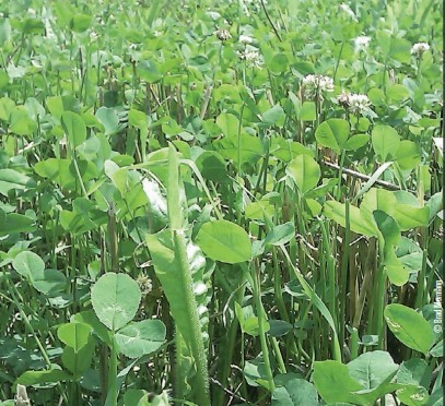 chicory and clover