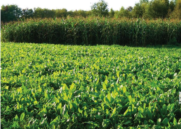 chicory plot