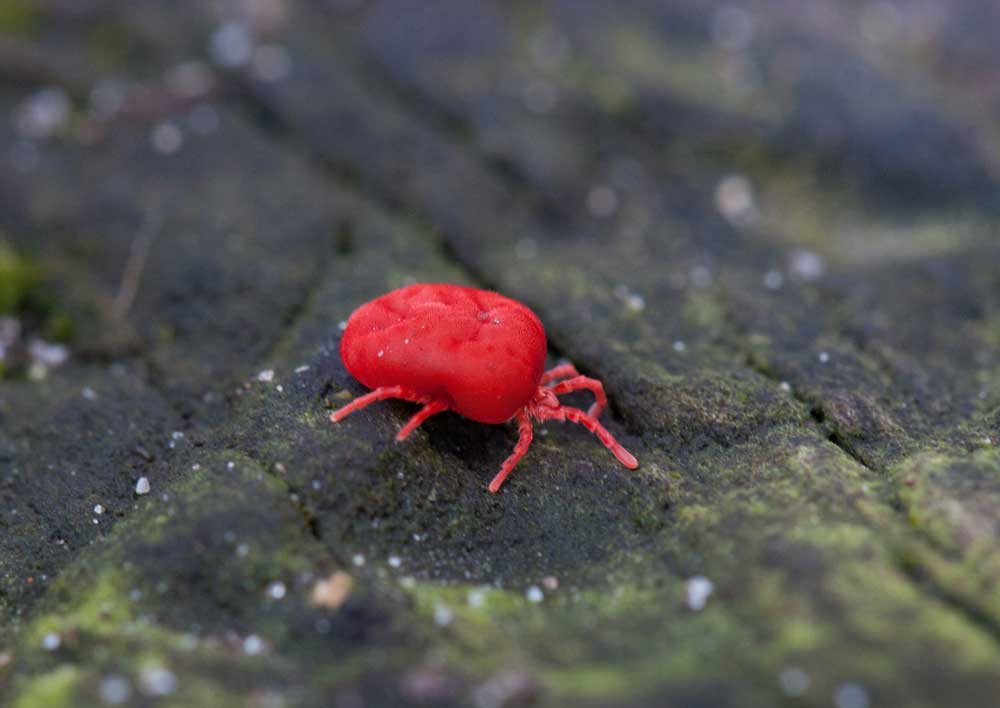 chigger red bug