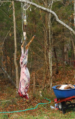 skinned deer