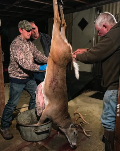 cleaning deer