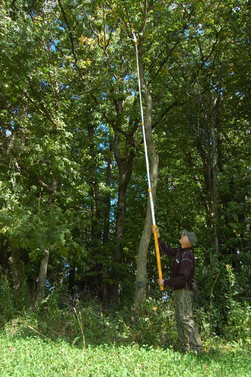 clearing branches from treestand