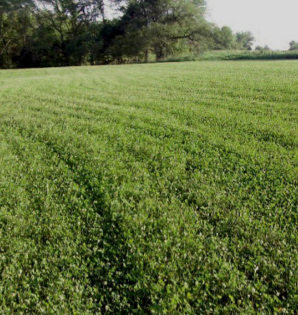 clover in bloom