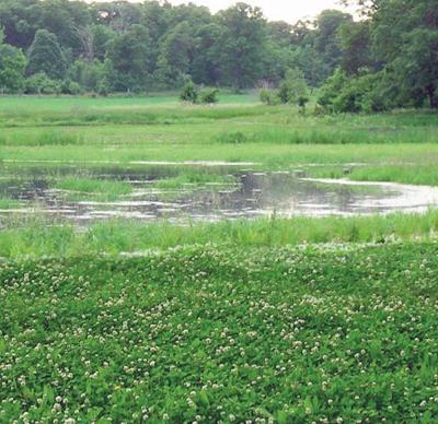 moist soil clover