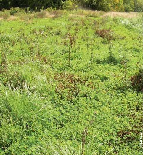 clover plus weeds