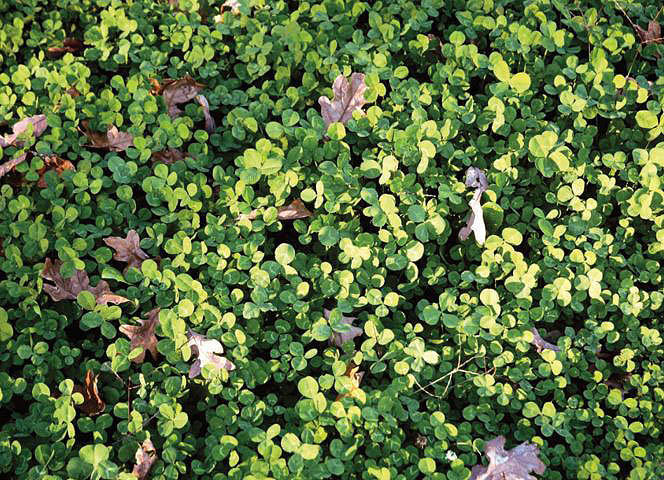 lush clover