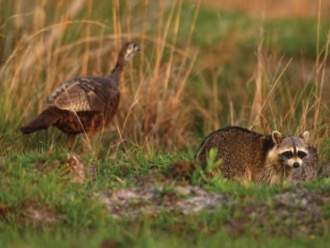 raccoon and turkey