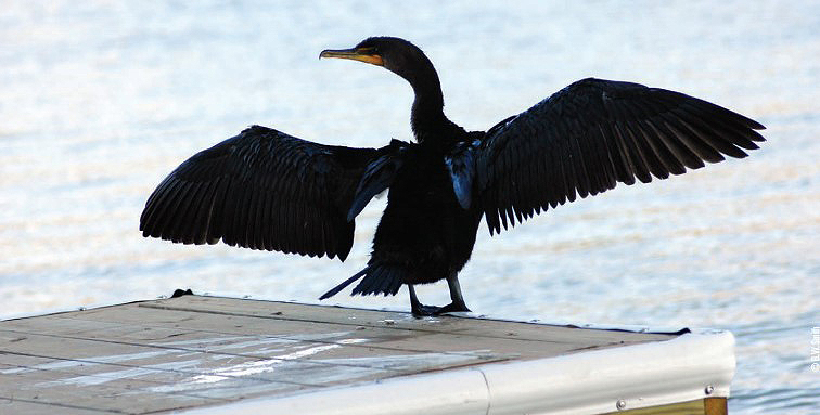 cormorant