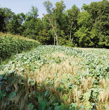 corn barley maximum plot