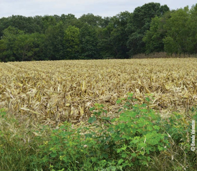 corn field