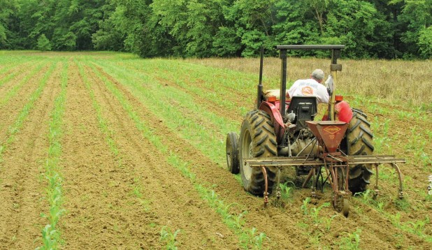 planting corn