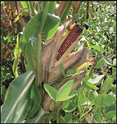 corn and soybeans