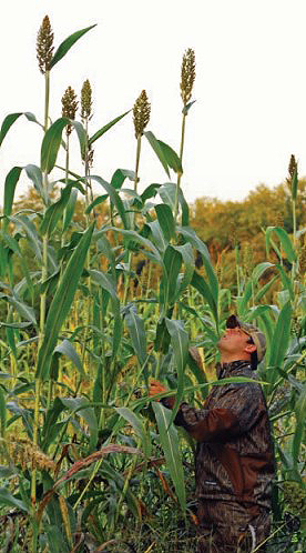 corn stalks