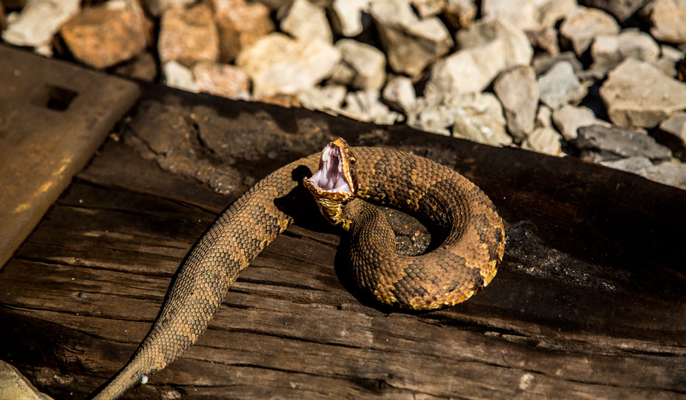 cottonmouth snake