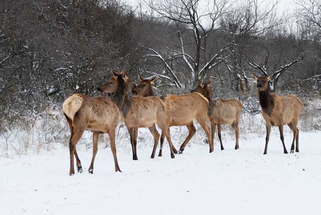 cow elk in the snow