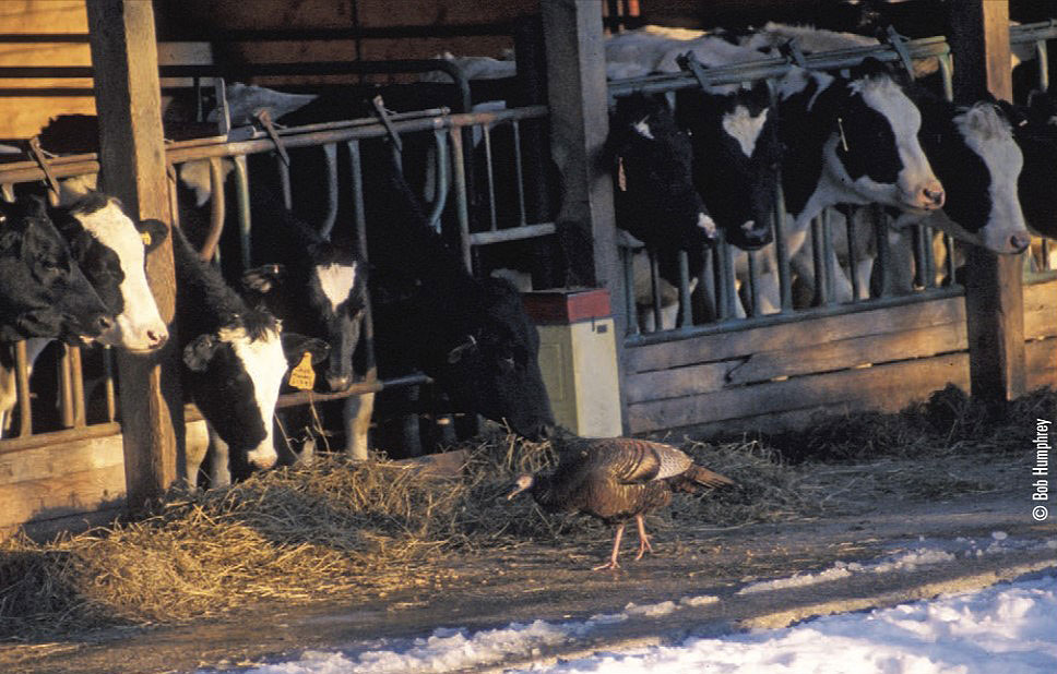 cows and turkey