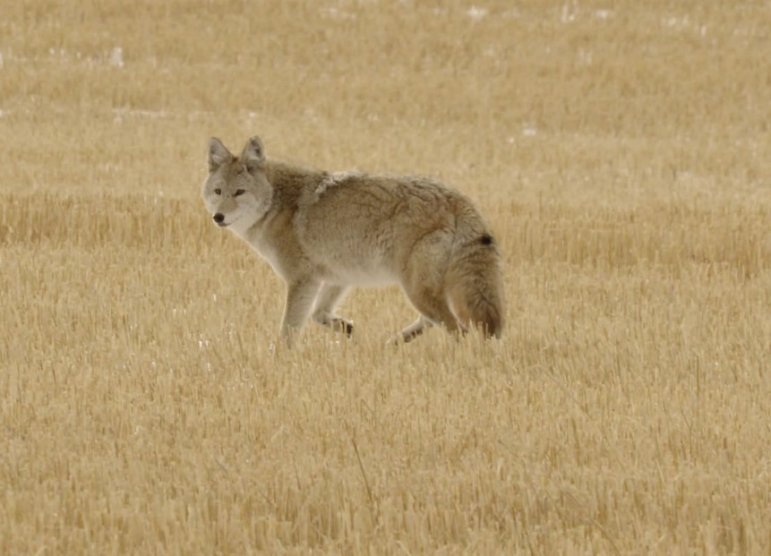 coyote