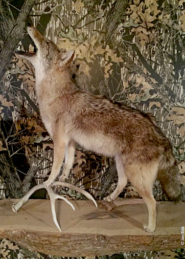 coyote mount