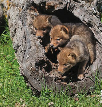 coyote pups