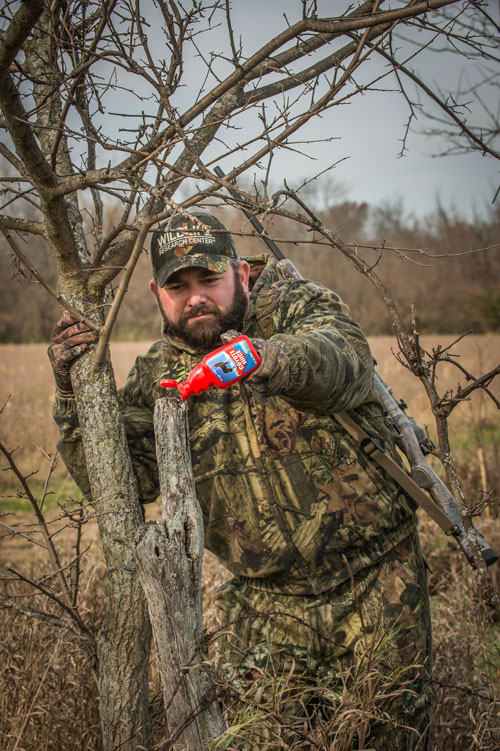 putting out scent for coyotes