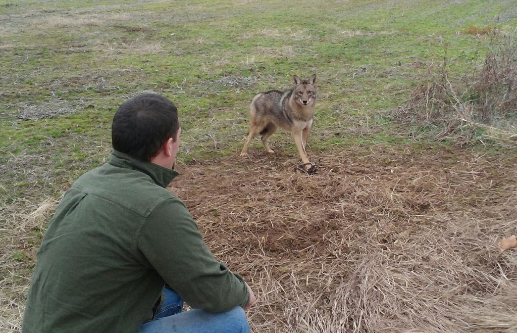 trapped coyote