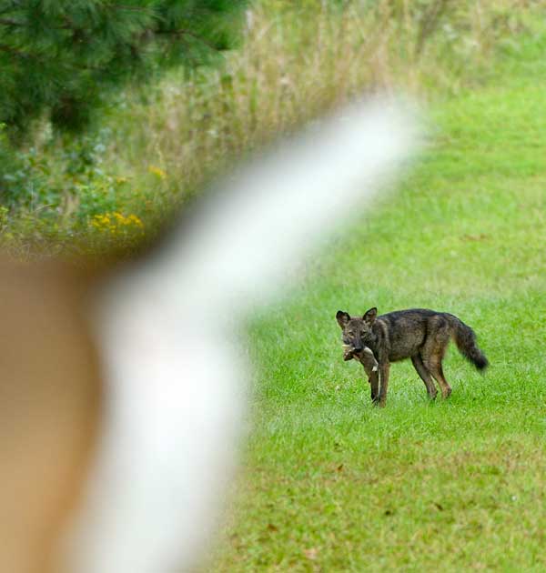 coyote with prey