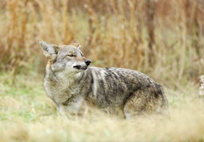 coyote